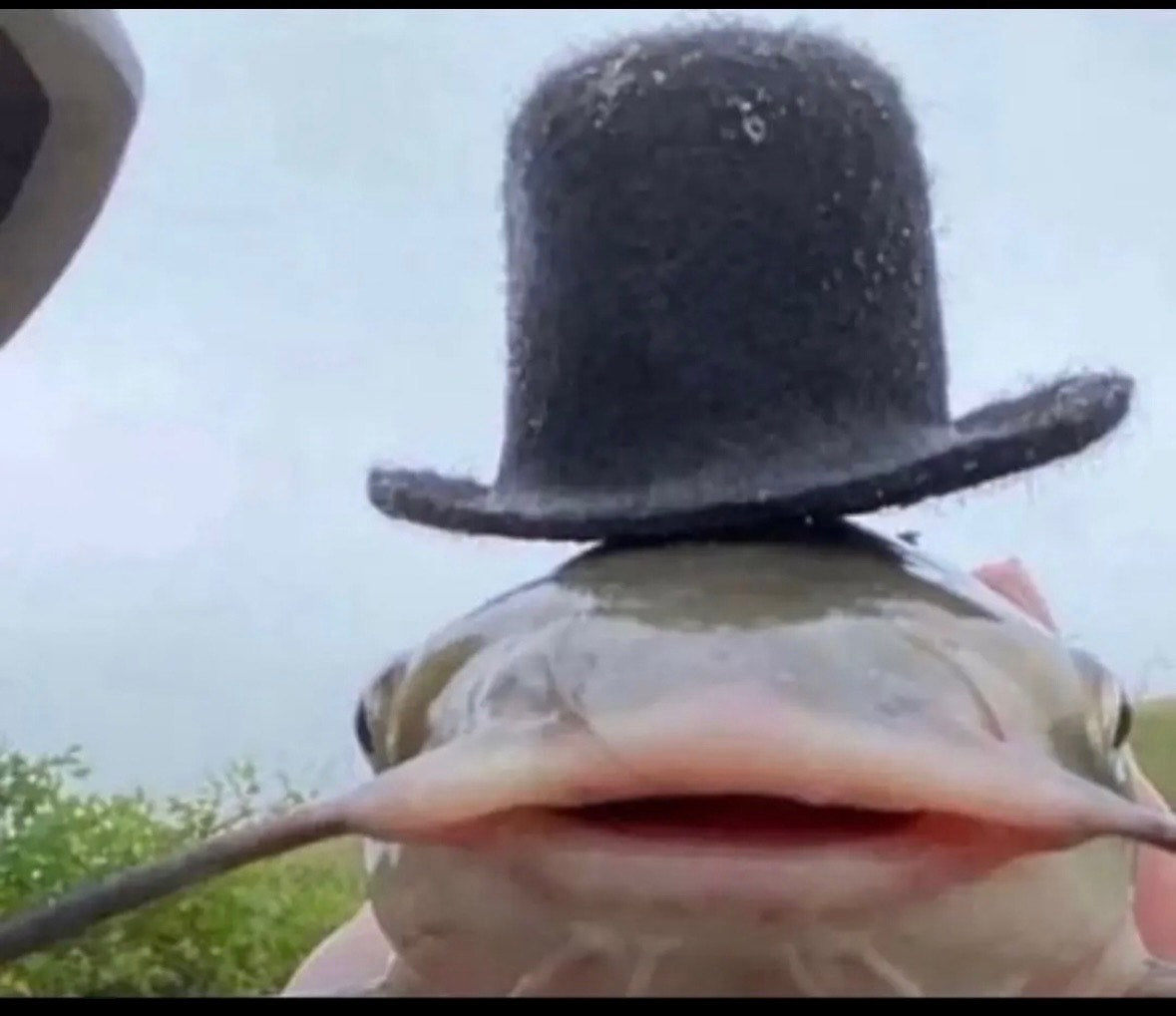 Your Royal Fishness